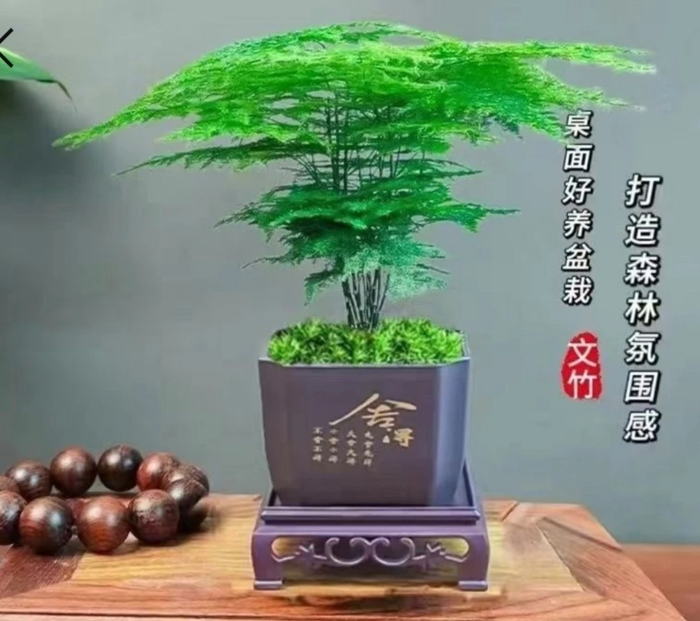 文竹室内盆栽绿植花卉可净化空气适合桌面办公室摆放