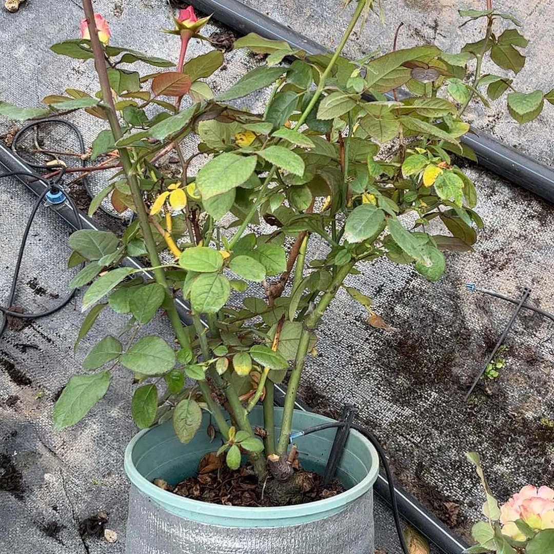 无花朵幻觉，1.8加仑土球发货