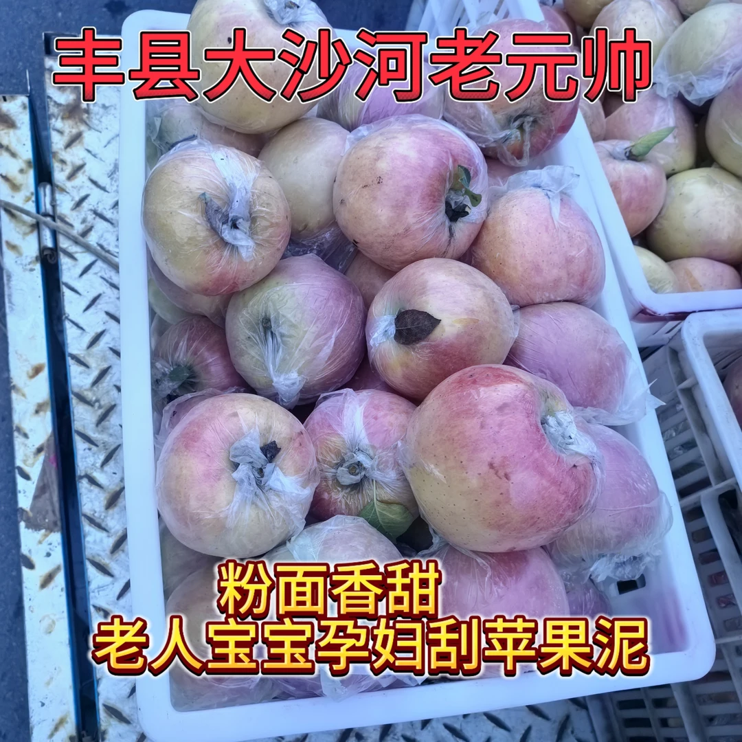丰县大沙河老元帅苹果粉面香甜