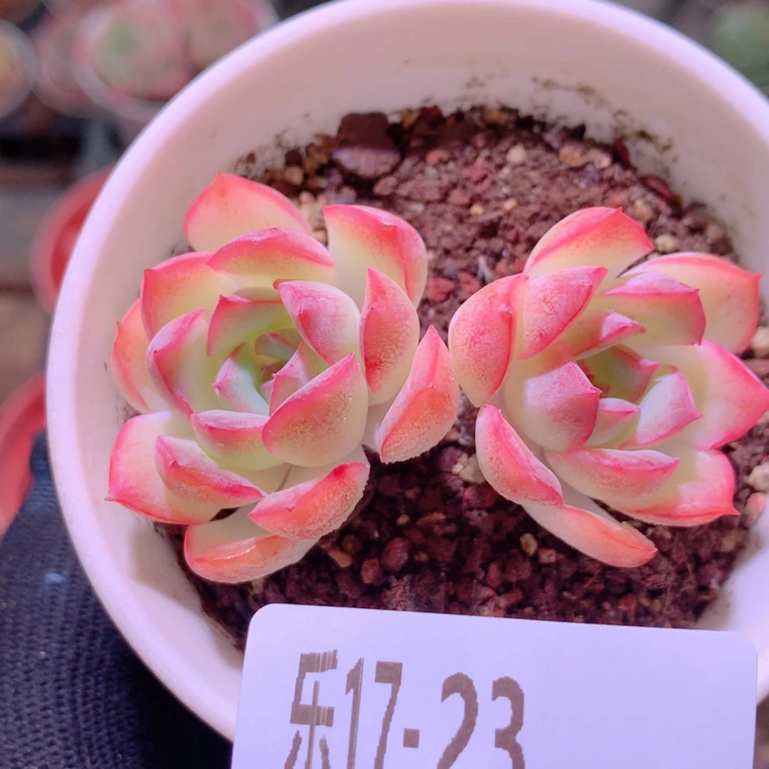 乐然17-23 莎莎女王