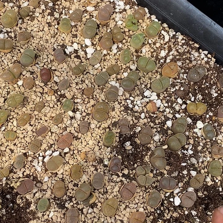 9610编号好风铃一颗