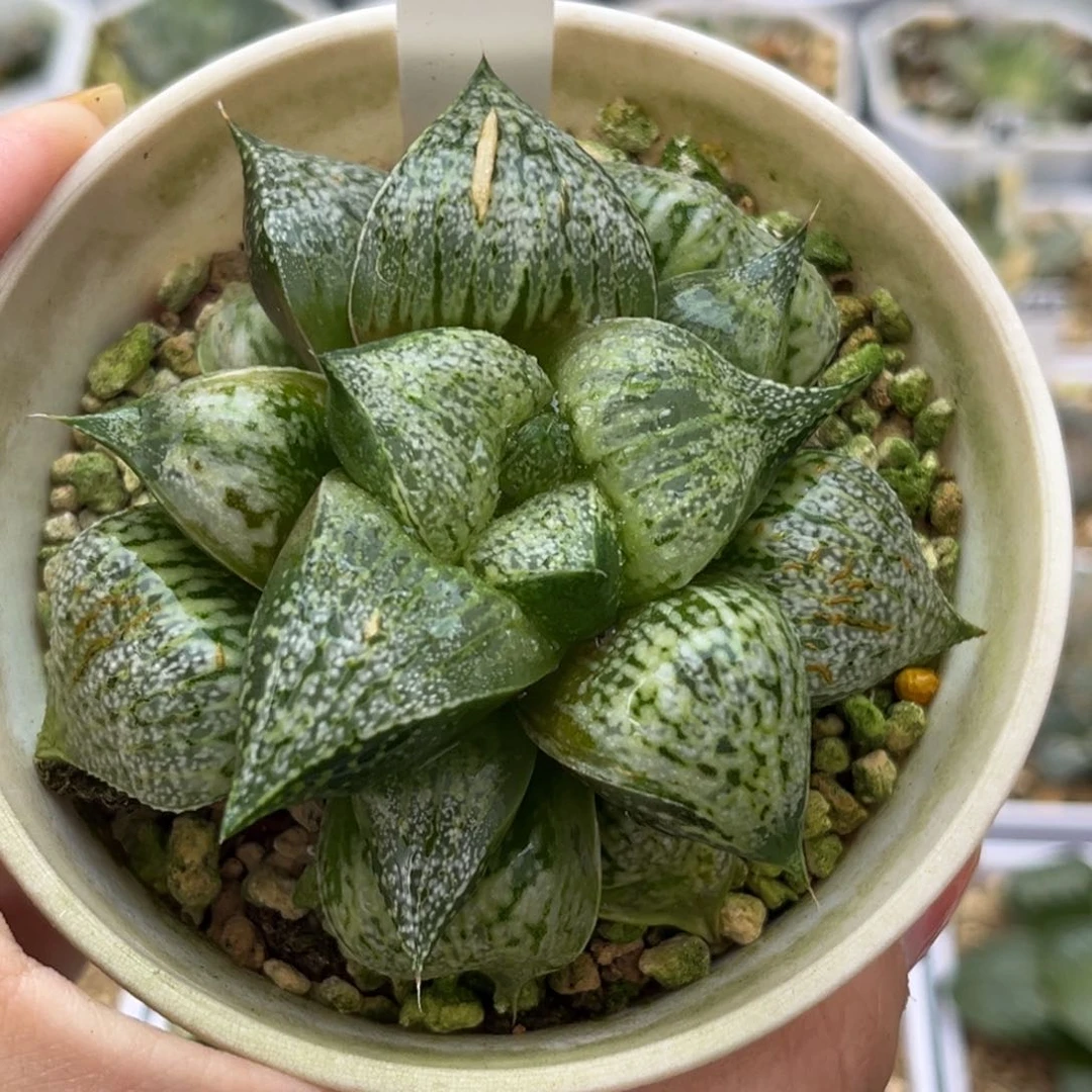 686白银哈哈哈哈哈哈哈