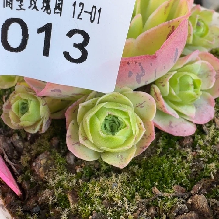 朱013。清欢侧芽。