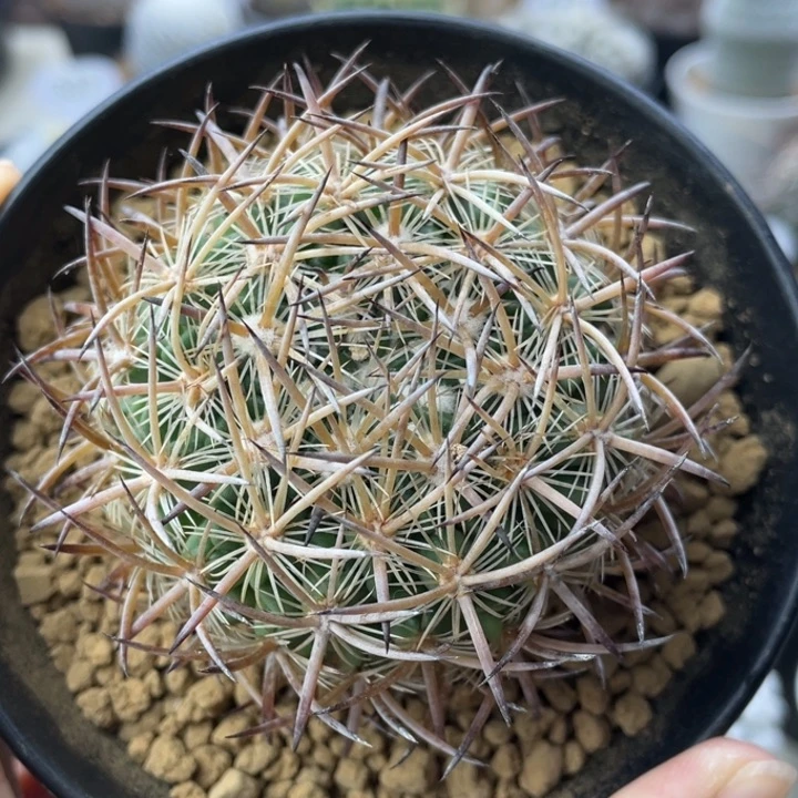 琥爪玉       实生根