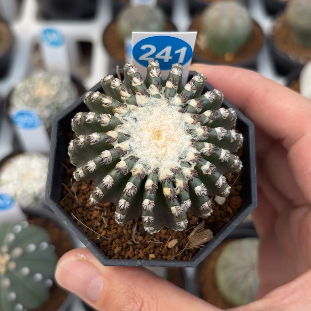 241实生奇特球带盆带土发货