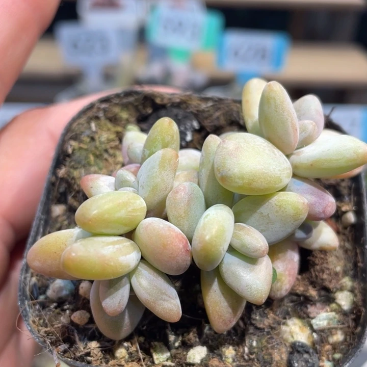 香蕉奶587号的多肉啊啊啊