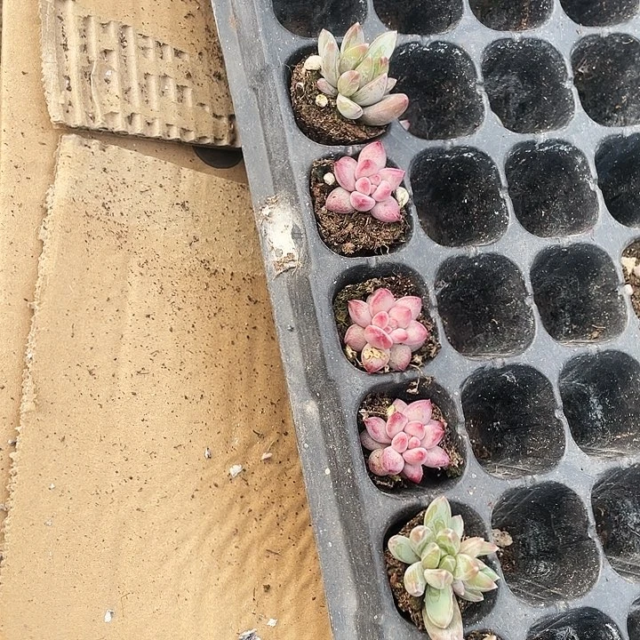 虞美人和青提组合9.9元6棵