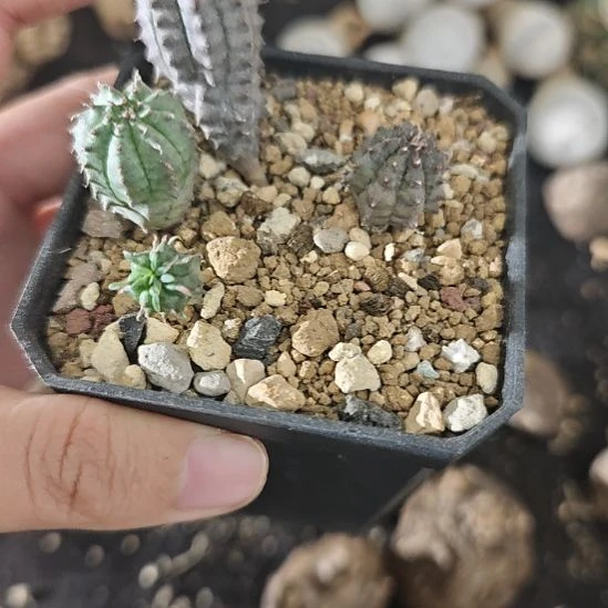 一物一拍，整盆一起出！