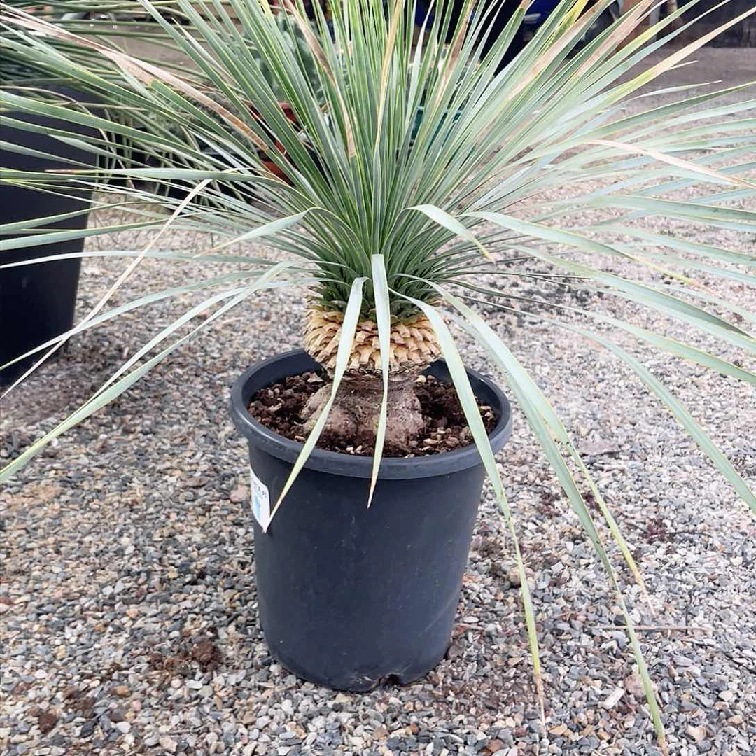 稻草人鸟喙斯兰。