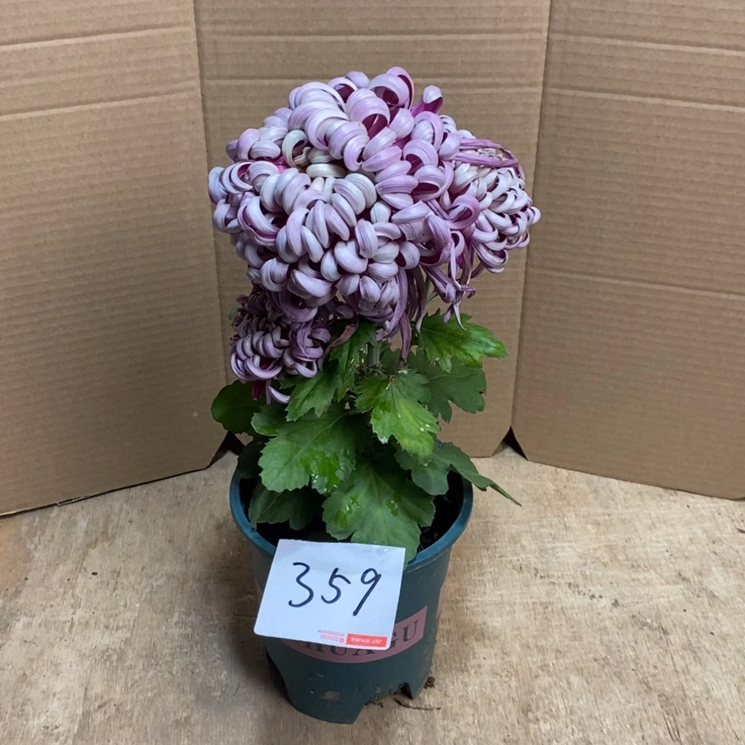 完全开放00000359