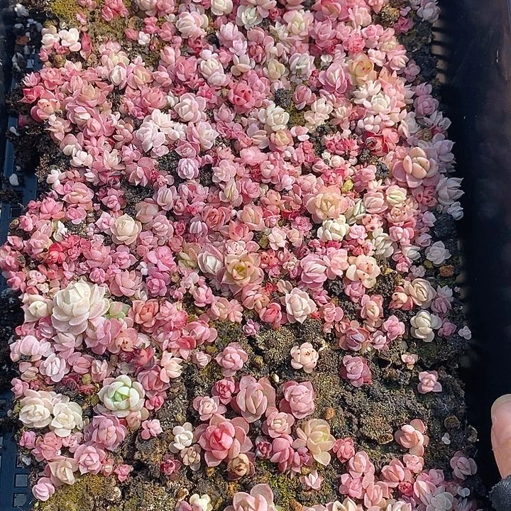 155 多肉植物盆栽花卉植物