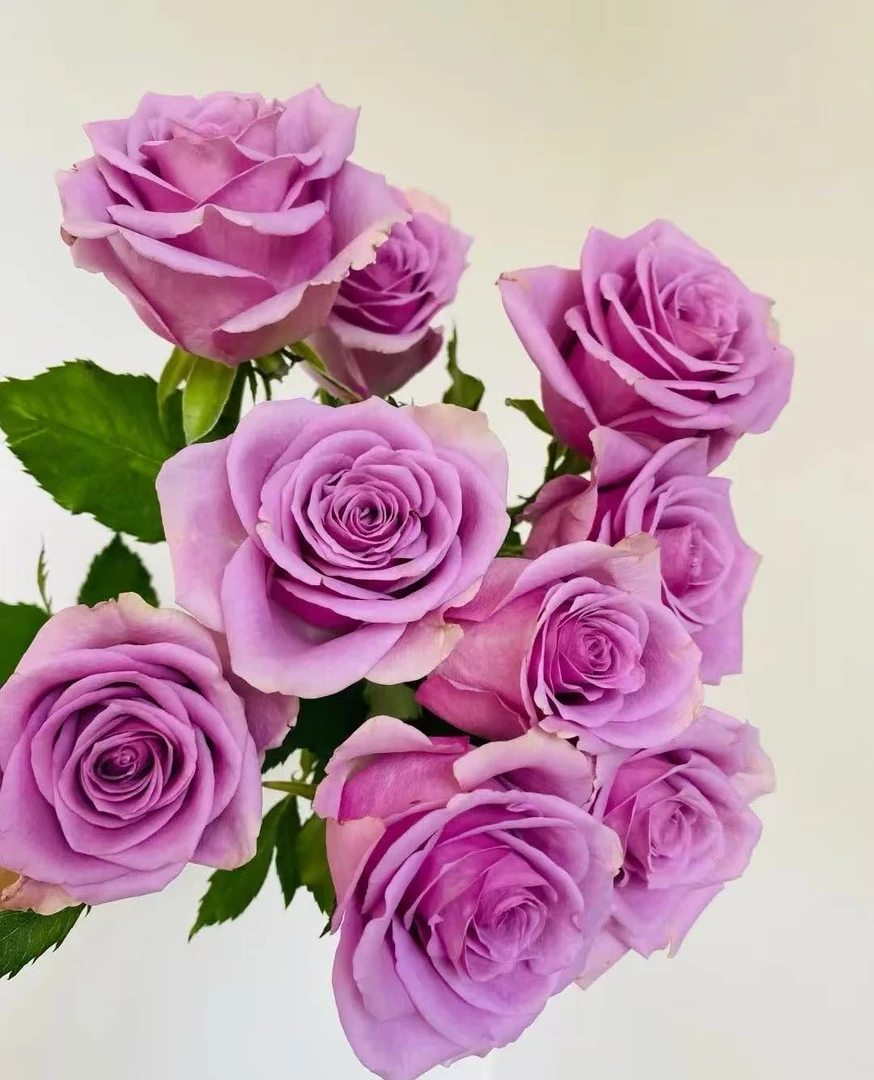 紫霞仙子组合 云南基地直发 【同地址两单京东或顺丰】