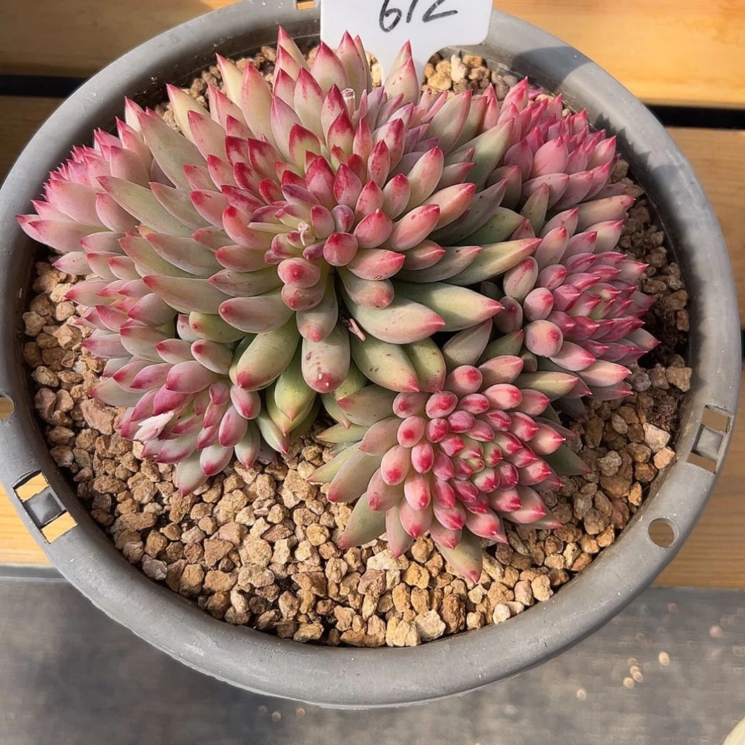 612二代虞美人。 多肉。