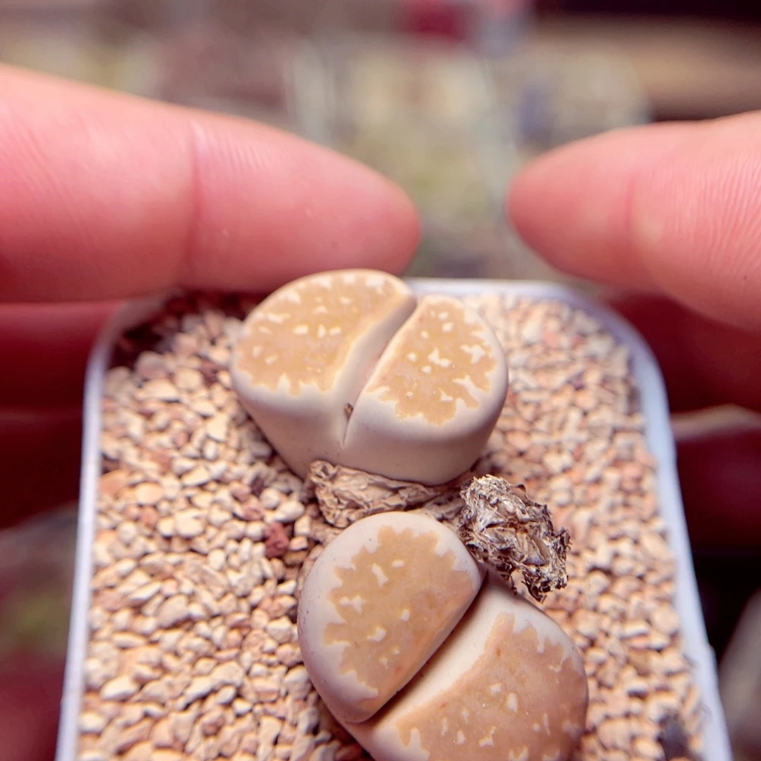 261号带盆盆草包邮发huo