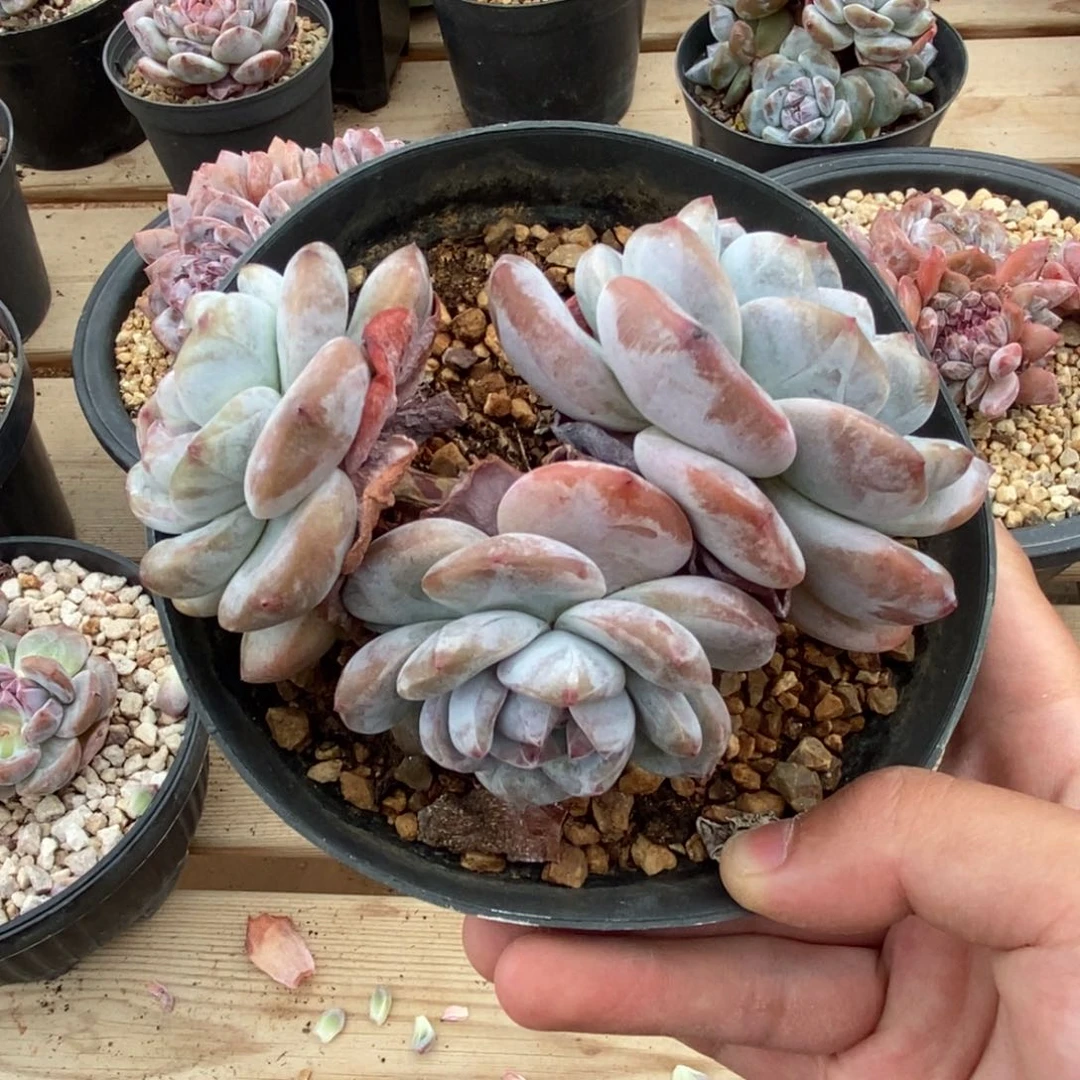 三头绿底紫心大包子