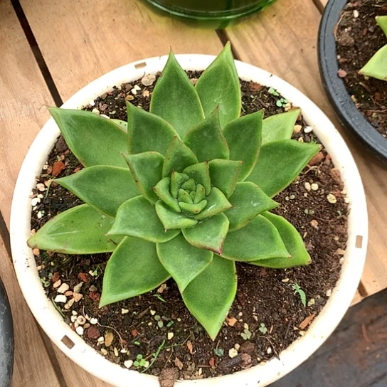 美肉特价活动开始啦