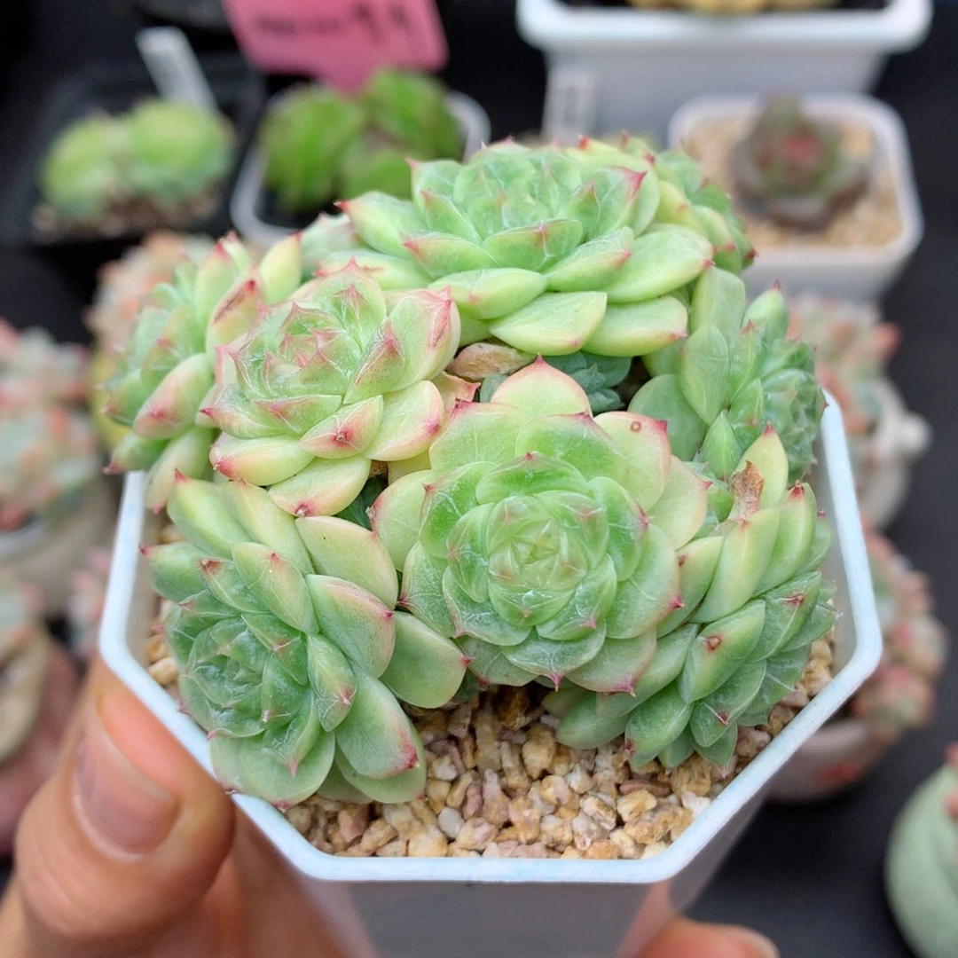58包邮  群生不包整60
