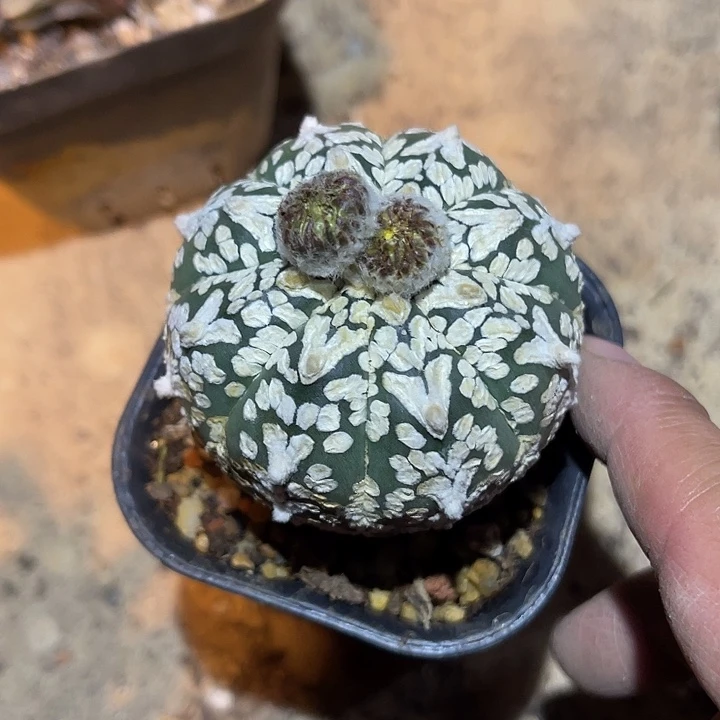 满38包邮2天凑单，脱土晾根发货多肉植物V兜