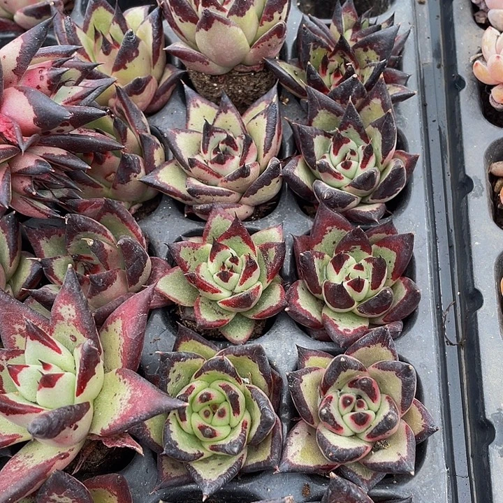 小乌木1元带土发货