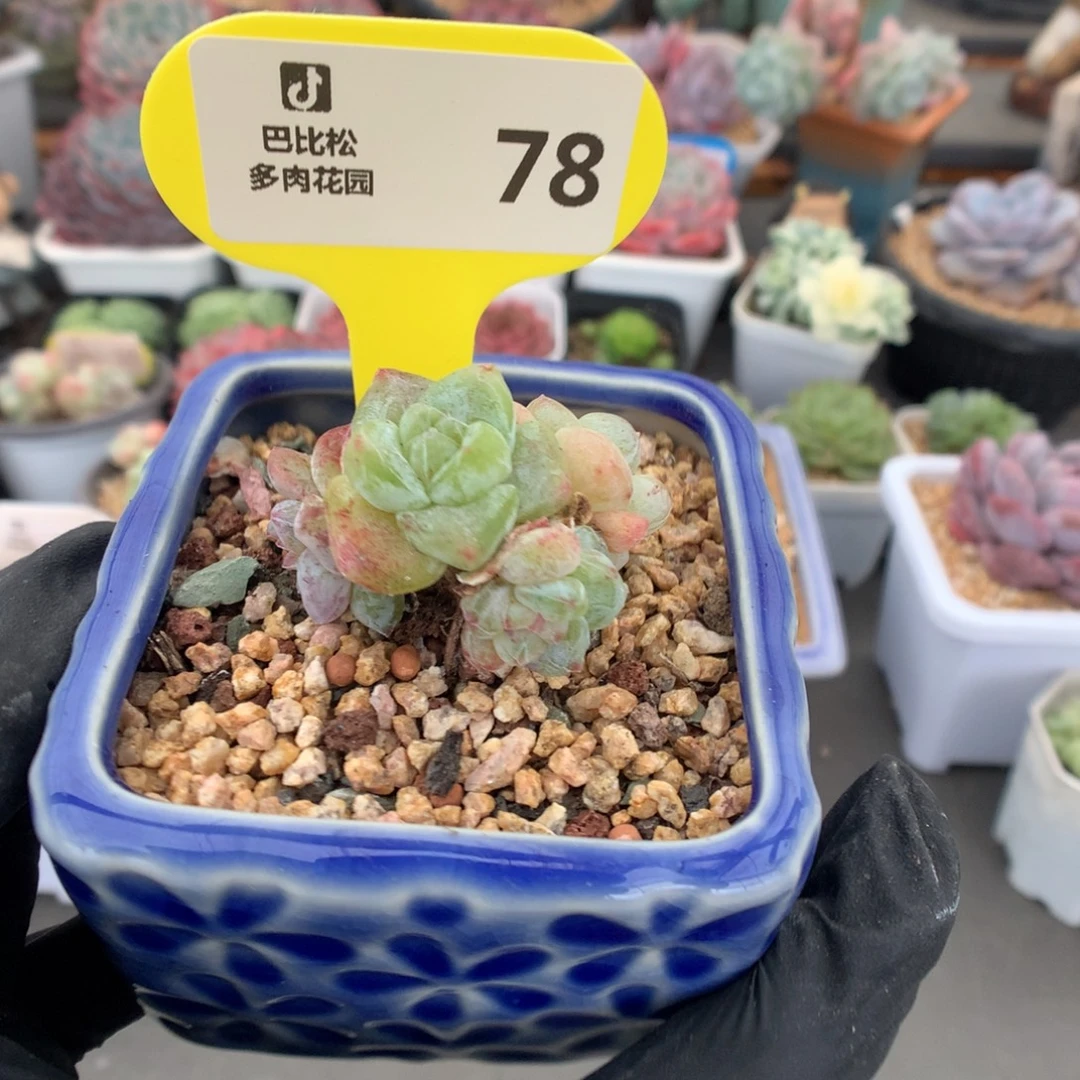 78 特价四头钻心冰玉石化