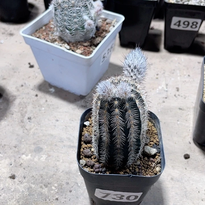 730折墨虾仙人球