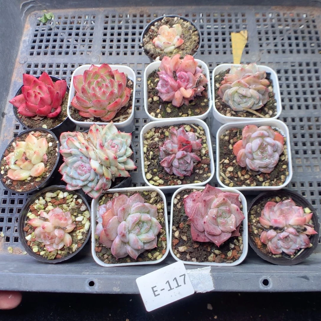 无花朵E117。yyyyyyyyy