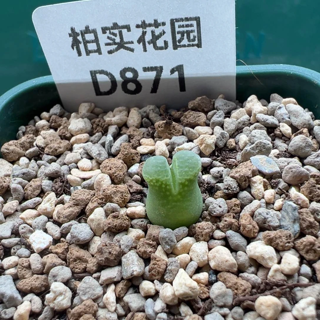 帽***帽927。 福利。特特。