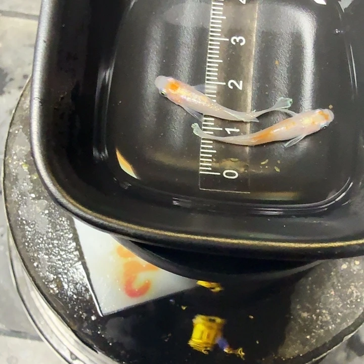 青鳉鱼29号拍品粉赤壁