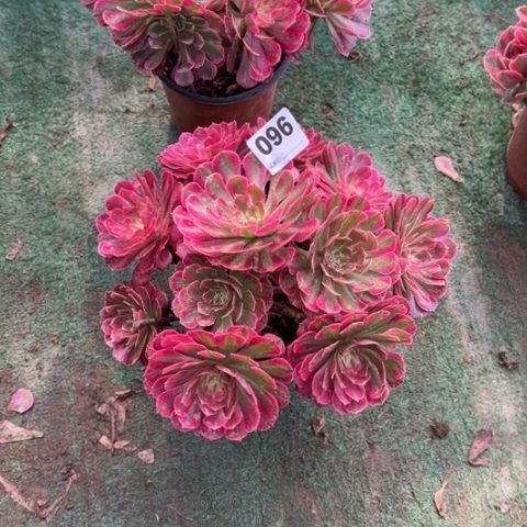 满***陈096铜壶锦朵朵多肉，