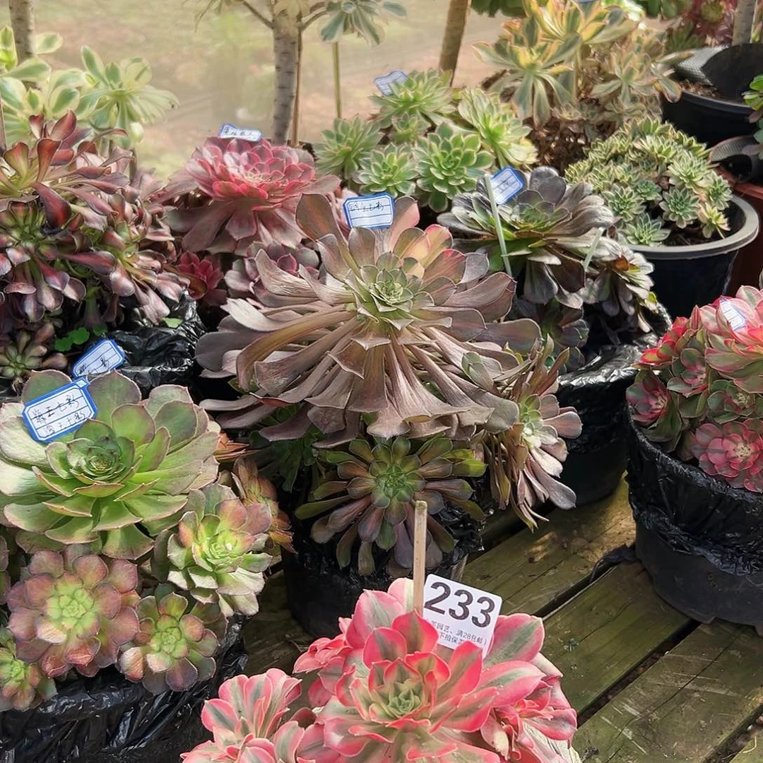 女妖233多肉植物多肉植物