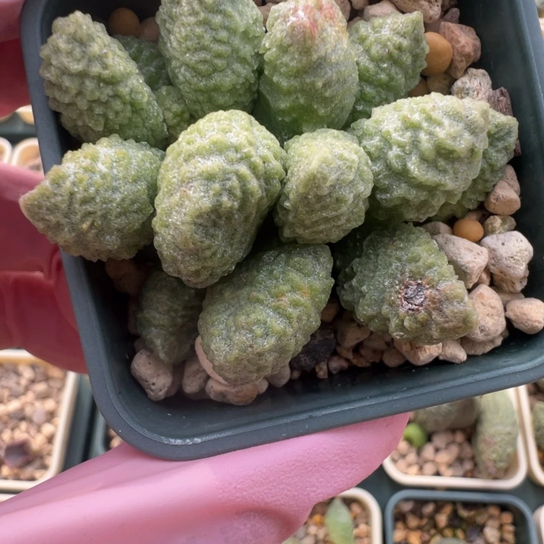 694水泡实生捧花状