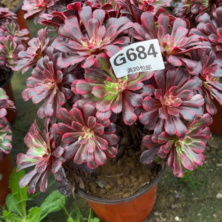瑞妈多肉园艺684同花顺，