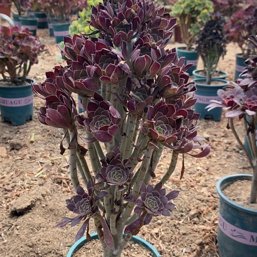 黑法多肉植物028