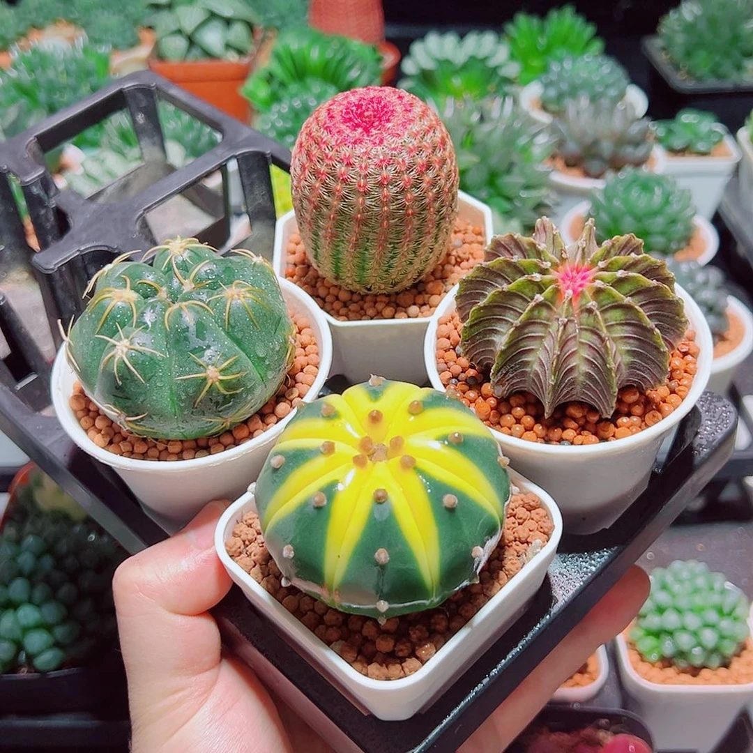 星兜锦红太阳肋骨海王原盆土