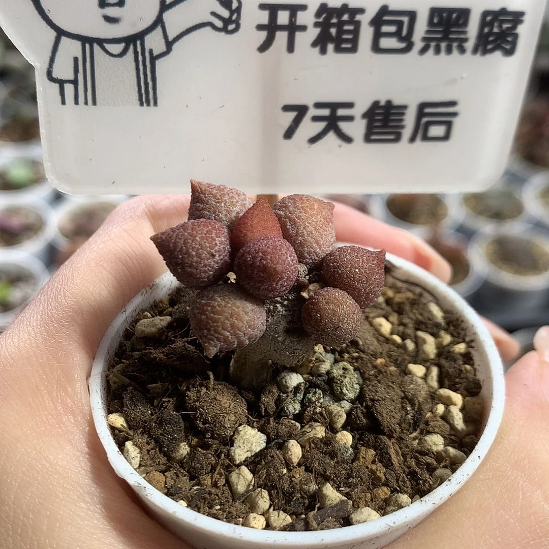 多肉水泡 小辣椒