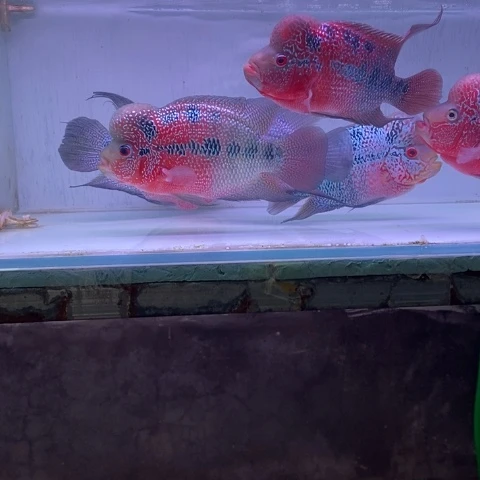 罗汉鱼鸿运罗汉一条aaa