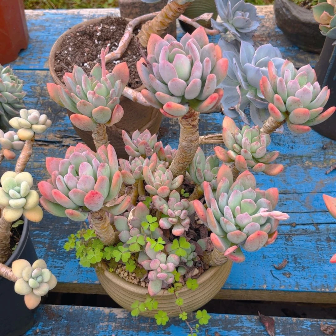 新疆西藏内蒙不发货，灰姑娘