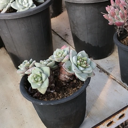 韩货苹果叶仙女棒杯