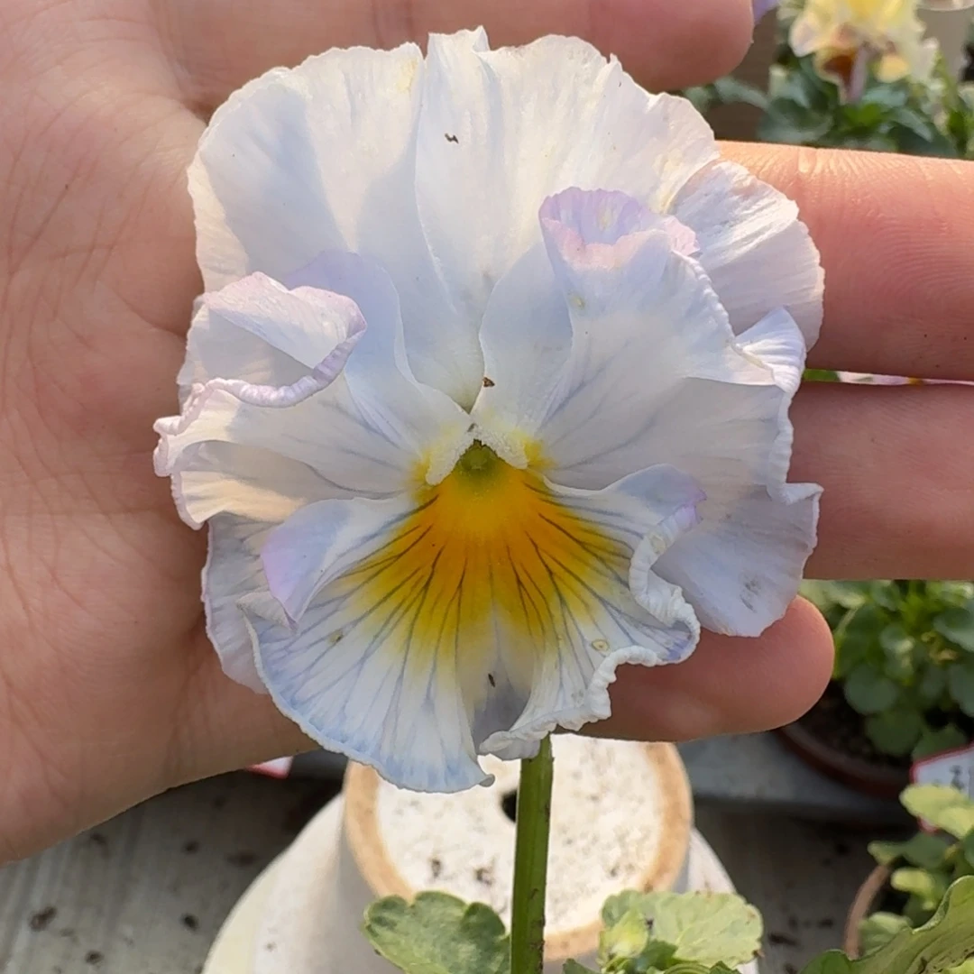 大部分花苞少量开放7