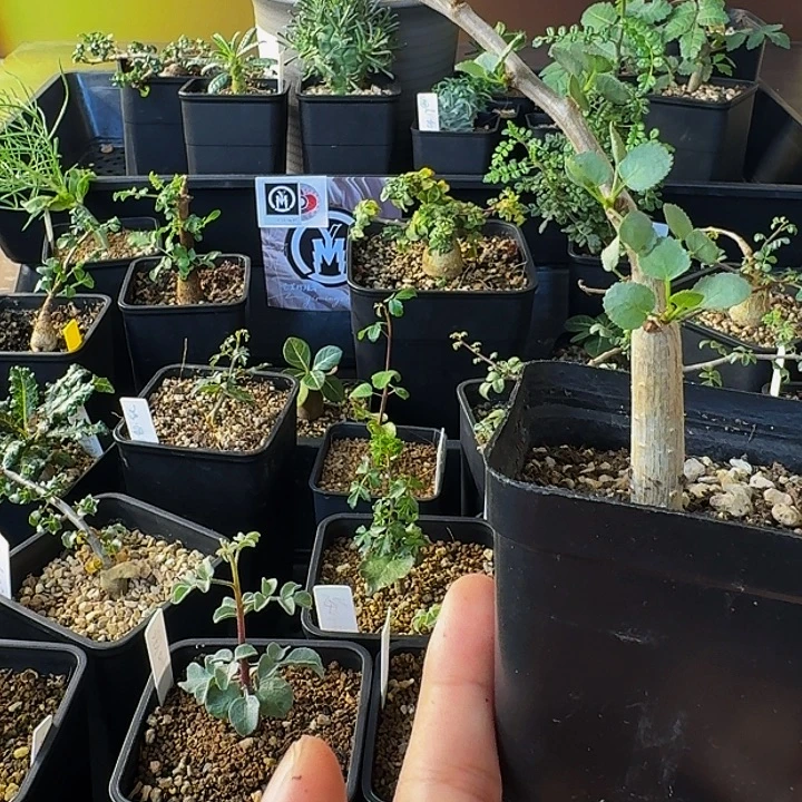 超浓奶香味 实生纳马橄榄带盆土包邮