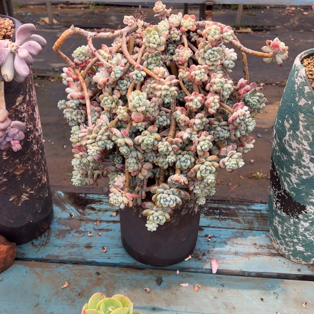 露养老桩悬崖劳尔