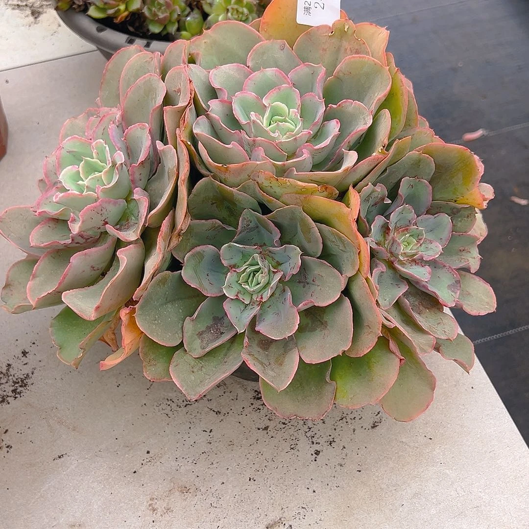小***哒2494芬克多肉植物多肉