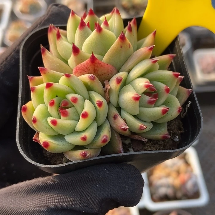 630蓝龙多肉植物保护