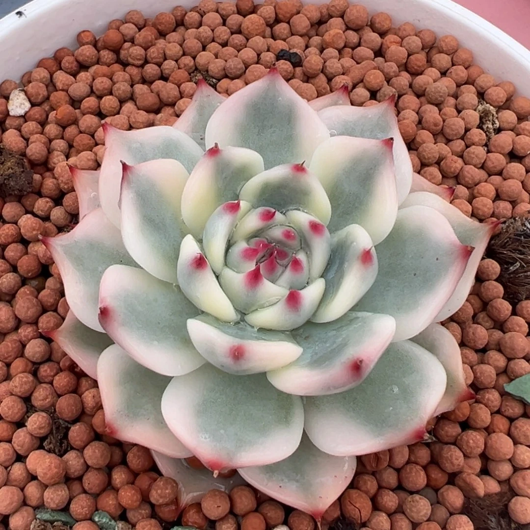 吉娃娃锦，覆轮锦多肉植物