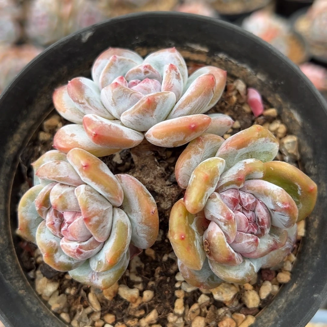 三头趴地紫心小脸