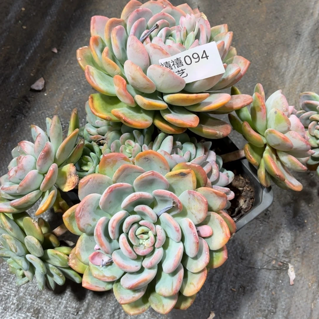 阿***礼094香橙多肉植物～