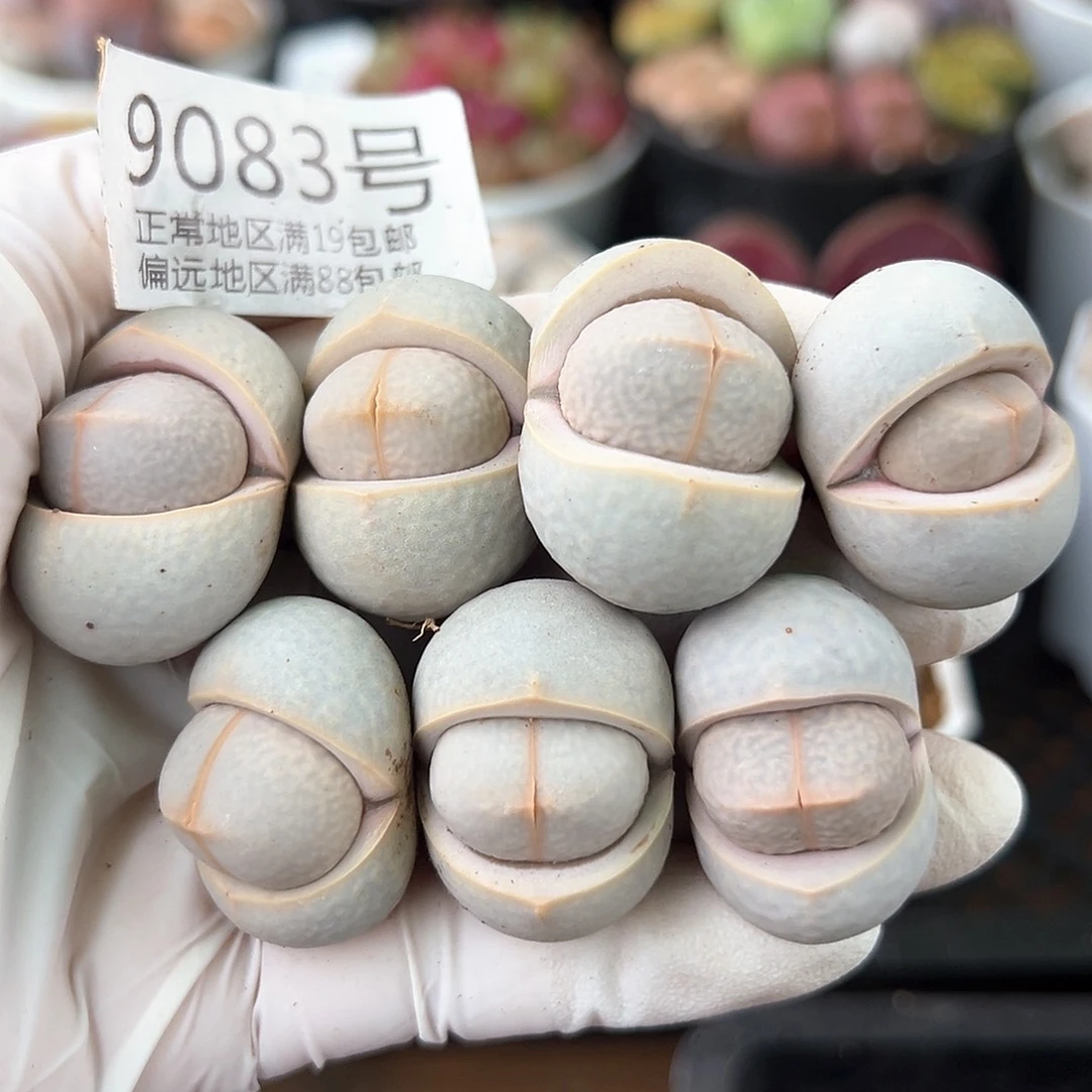 9083四年高尔夫7颗2.8-3cm