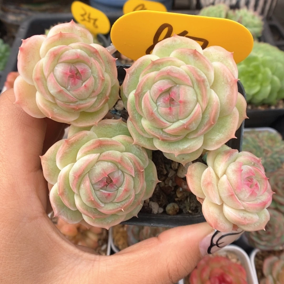 白芷珍妮群生867号
