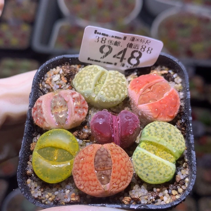 Sss精品生石花948
