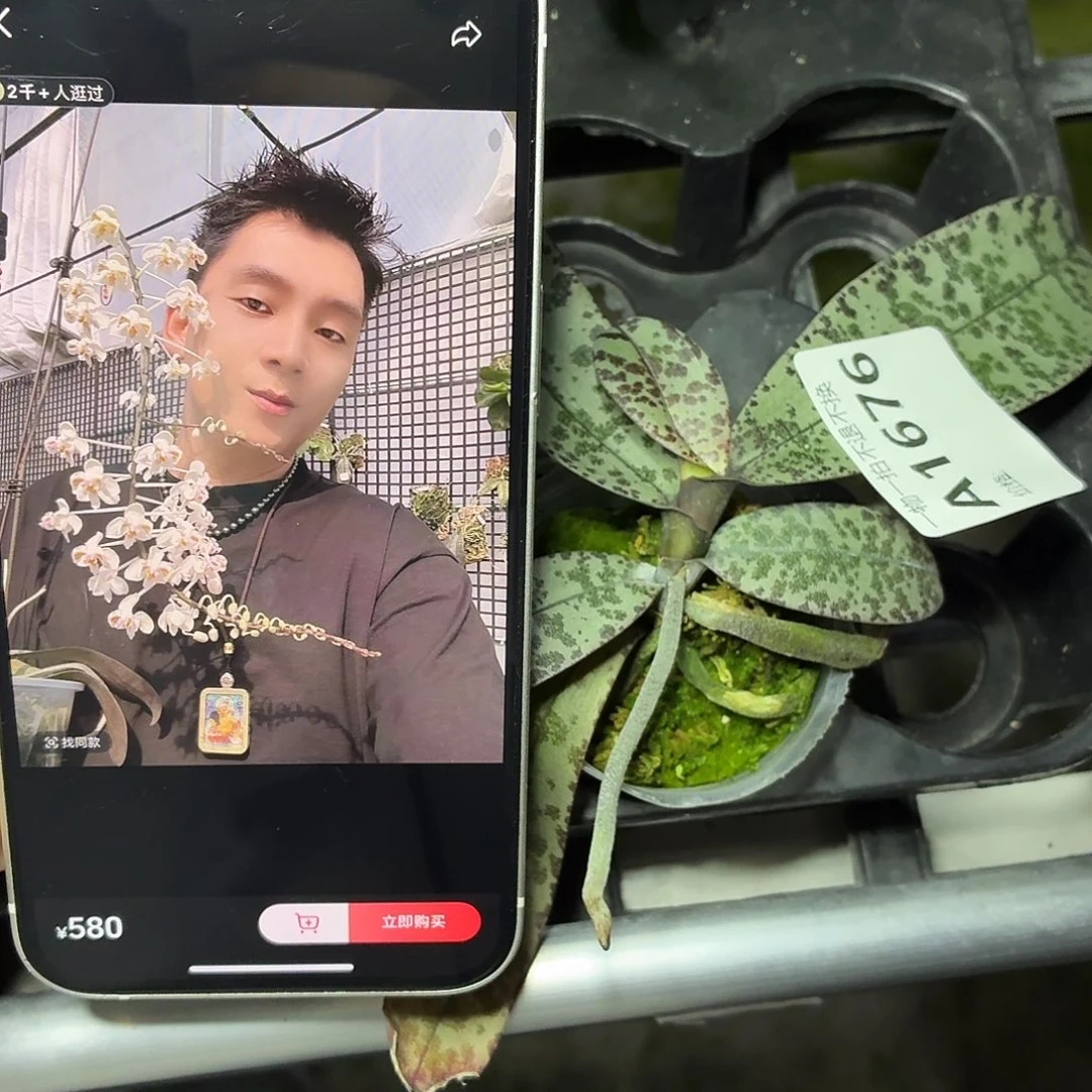 当前无花朵，栽培后可花朵A1676苏啦威西